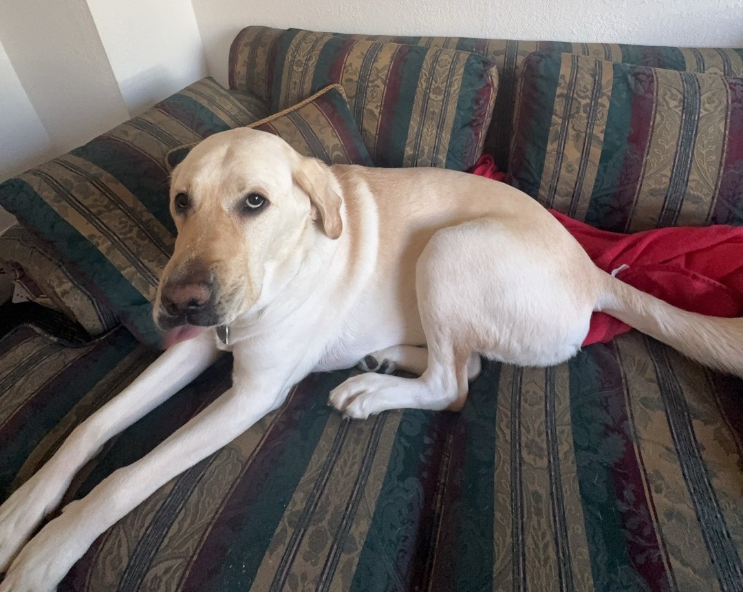 Norris, my guide dog, off harness at home. A pale yellow Labrador retriever lying on a green and gold striped couch, front legs stretched out in front of him, head turned toward the camera.